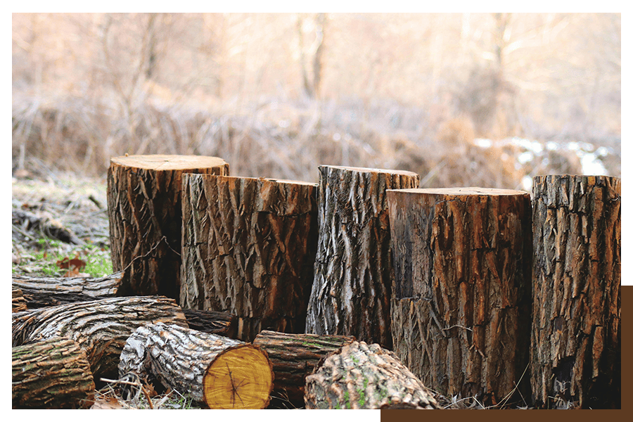Quel est le poids d’un stère de bois ? Guide complet 2025 — free download